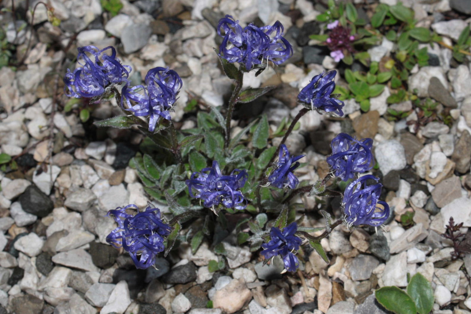 Phyteuma sieberi / Raponzolo di Sieber